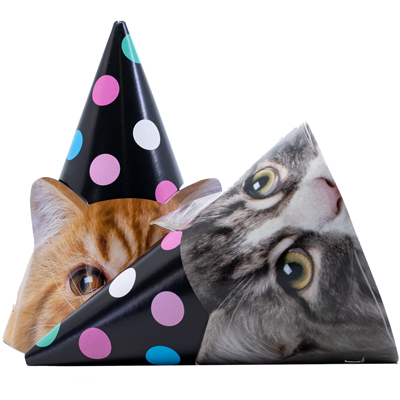 Колпак Котики фотографичные 6шт/G