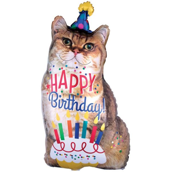  HB Кот фотографичный